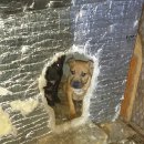 강생이네 이미지