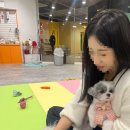 하이멍그라미 네이버블로그