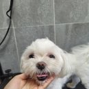 코코 SALON 이미지