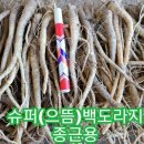 슈퍼(으뜸)백도라지 종근용 (한정판매) 이미지