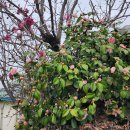 동백남자경로당 이미지