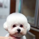 트레밍MM 이미지