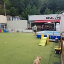 펫heal | 용인 고기리 힐포인트(Heal Point) 글램핑, 꿀잼 w/엔돌핀+차차시키