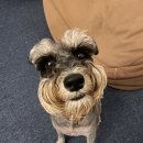 오구오구 펫살롱 이미지