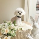 펫뷰티샵 페이보릿 이미지