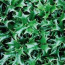 홀리호랑 이미지