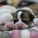 티나리안 이미지