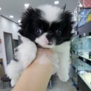 제퍼니즈