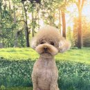 한결강아지미용실 이미지