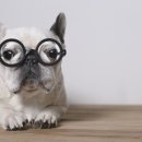 강북24시 N동물의료센터 이미지