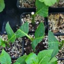 수국민박 이미지