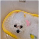 강아지집 미용실 이미지