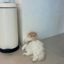 고영주택 | 고양이들이 가득한 김포 동물카페 고영주택 재방문 후기