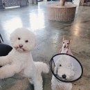 상남견 이미지
