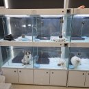 브라비 펫케어 이미지