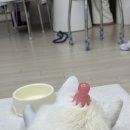 몽글몽글애견유치원 이미지