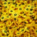 국화약국 이미지