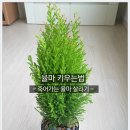 율마 - 의왕시 사그내길 3 | 율마