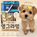 멍그라밍 | 검단애견미용 멍그라밍에서 디올이 미용한 후기