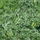 호박골농장 이미지