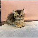 행복한강아지와고양이 이미지