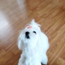 현화동물병원 | 평택강아지교배 출장후기:) 화성 동탄도 OK