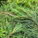 솔잎농장 이미지