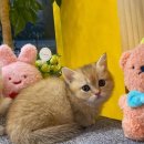 나라애견본점 이미지