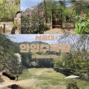 생명그리고빛 | [공지] 서울대안양수목원 후기 : 대잔디원 최고 / 벚꽃막차