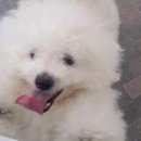 도그샤워 이미지