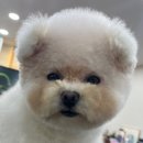 멍데이즈 이미지