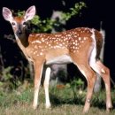 종일사슴 이미지