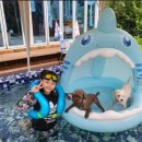 홍시와 똘마니들 이미지