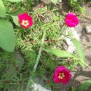 횟집아저씨 이미지