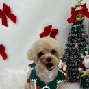 화사하개 이미지