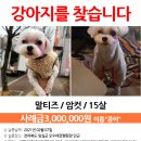 오수애견캠핑장 이미지