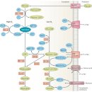 삼부종합방역 | 매독은 주로 질, 항문, 구강 성교를 포함한 성행위 중 활성 매독 궤양에 직접 접촉하여 전염됩니다...