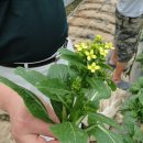 중식농장 이미지