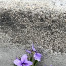 백작크리닝 이미지