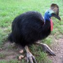 화식조(Cassowary) 이미지