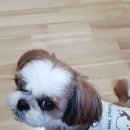 반려하다 이미지