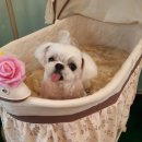 미스터 몽 이미지