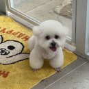 댕바이미 이미지