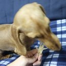 멍디저트 이미지