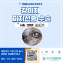 라이프 동물병원 | (영등포, 구로, 양천, 동작구 동물병원) 피지선종 수술(Sebaceous adenoma)- 라이프 동물병원