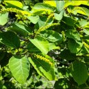 (주)나무 이미지