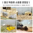 와우펫마트 | 울산 파충류 소동물 분양 와우펫앤쥬 햄스터 용품 생밀웜 구매