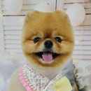 허니비 펫살롱 이미지