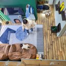 스테이레올 이미지