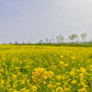 강변길따라 | 당진 삽교호 유채꽃 강변길 여행 가이드